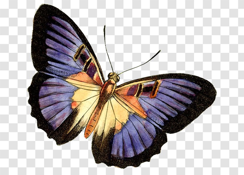 Butterfly Clip Art - Pieridae Transparent PNG