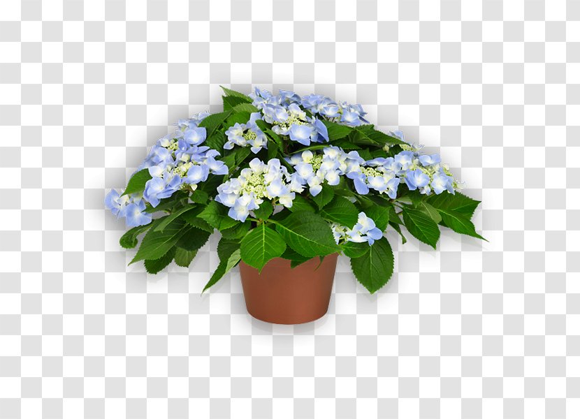 Blue Violet Lilac Hydrangea Plant - Borage Family Transparent PNG