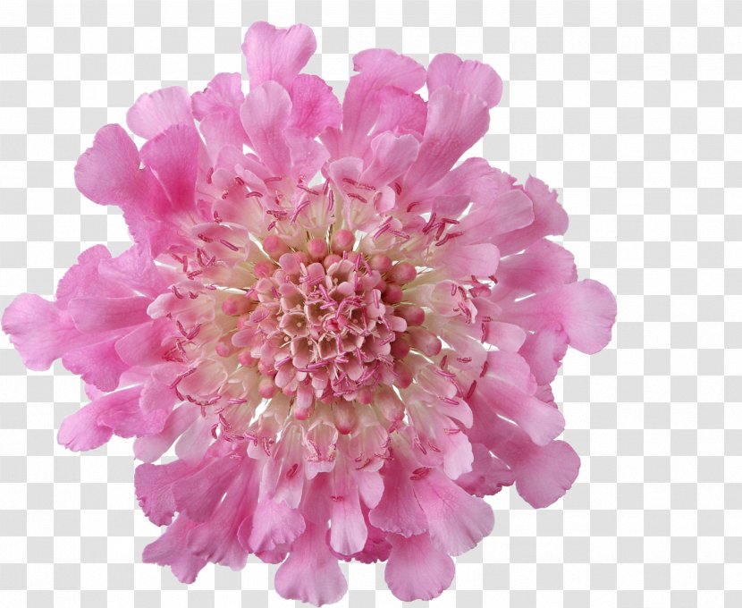 Pink Flowers Chrysanthemum Rose - Cut - Flower Transparent PNG