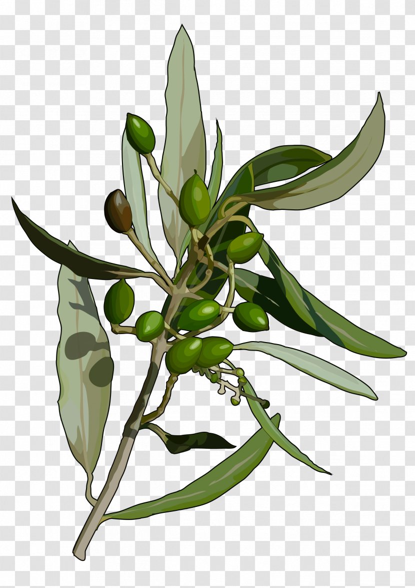 Olive Tree Leaf Flora De Canarias Abaksiaalsus - Face Transparent PNG