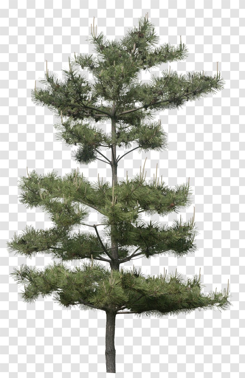 Gum Trees Pine Plant - Tree - Fir-tree Transparent PNG