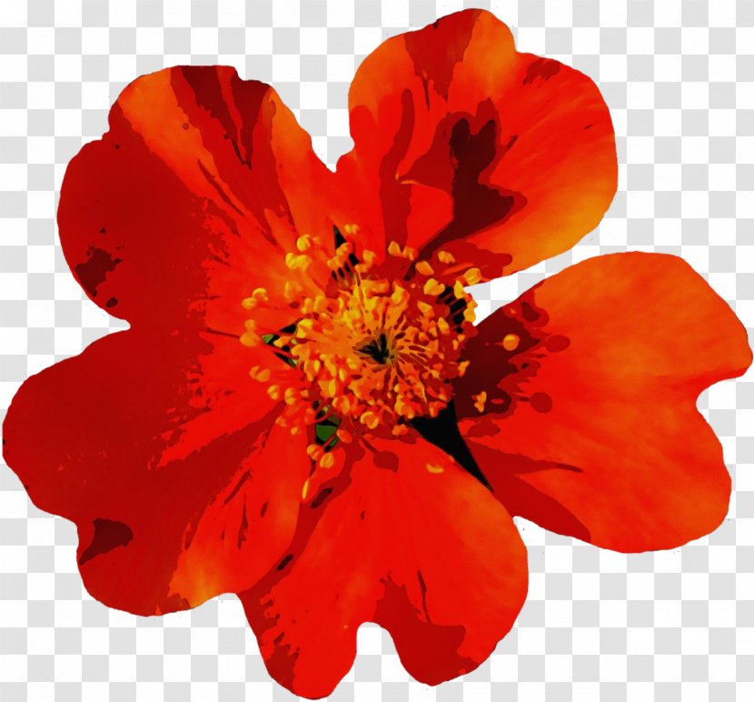 Orange - Zinnia - Perennial Plant Coquelicot Transparent PNG