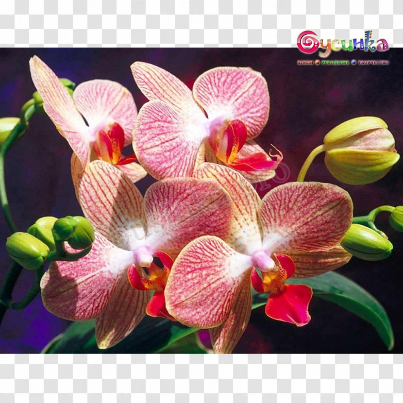 Houseplant Flowering Plant Moth Orchids Transparent PNG