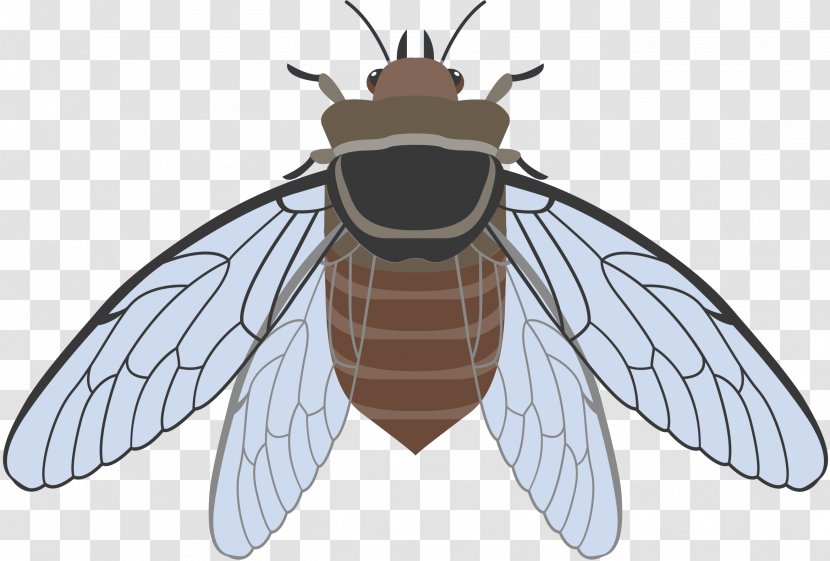 Bee Insect Clip Art Image - Hoverfly - Wing Transparent PNG