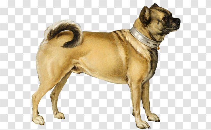 Pug Bulldog Puppy Pembroke Welsh Corgi Dog Breed Transparent PNG