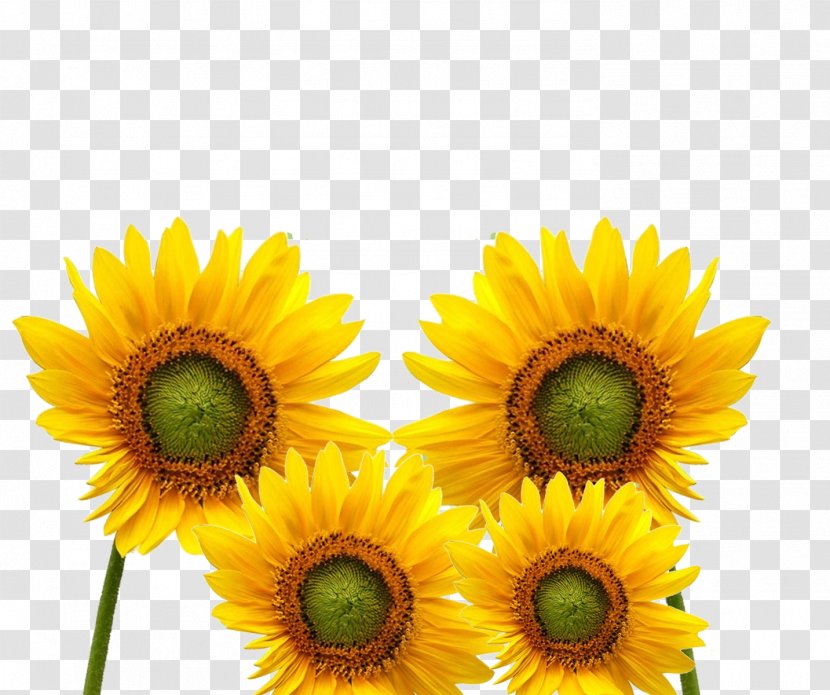 Common Sunflower Yellow Cartoon Icon - Flowering Plant - A Plurality Of Transparent PNG