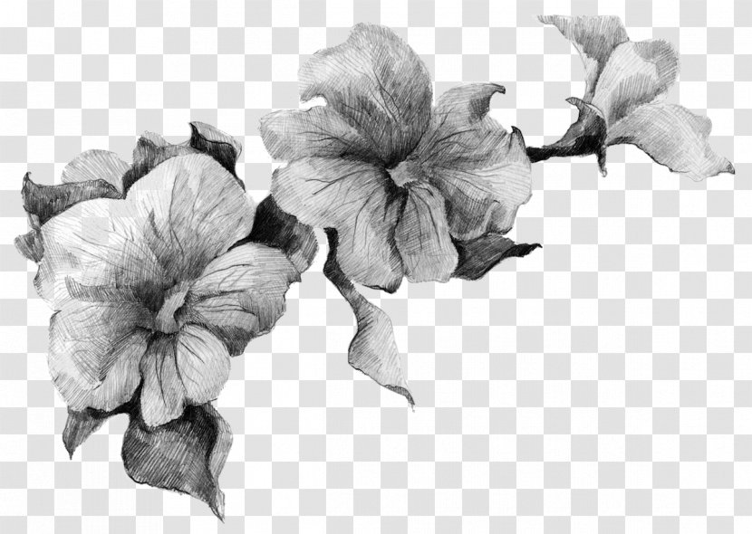 Drawing Petunia Stock Photography Flower - White - Sen Department Of Beautiful Flowers Transparent PNG