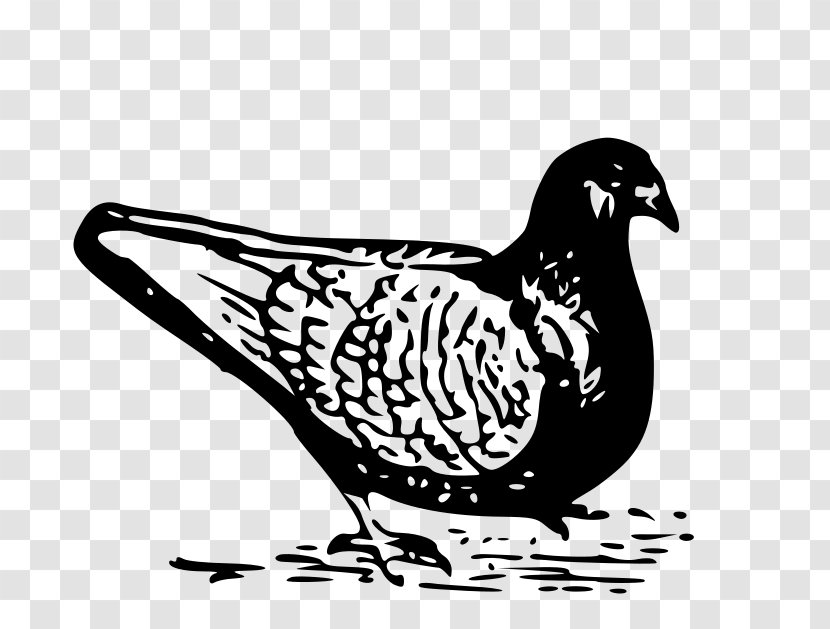 Columbidae Domestic Pigeon Bird - Monochrome Photography Transparent PNG