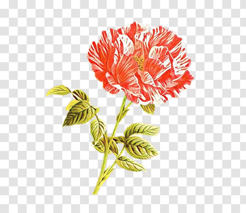 Carnation Cut Flowers Floral Design Rose Alstroemeriaceae - Garden - Plant Transparent PNG