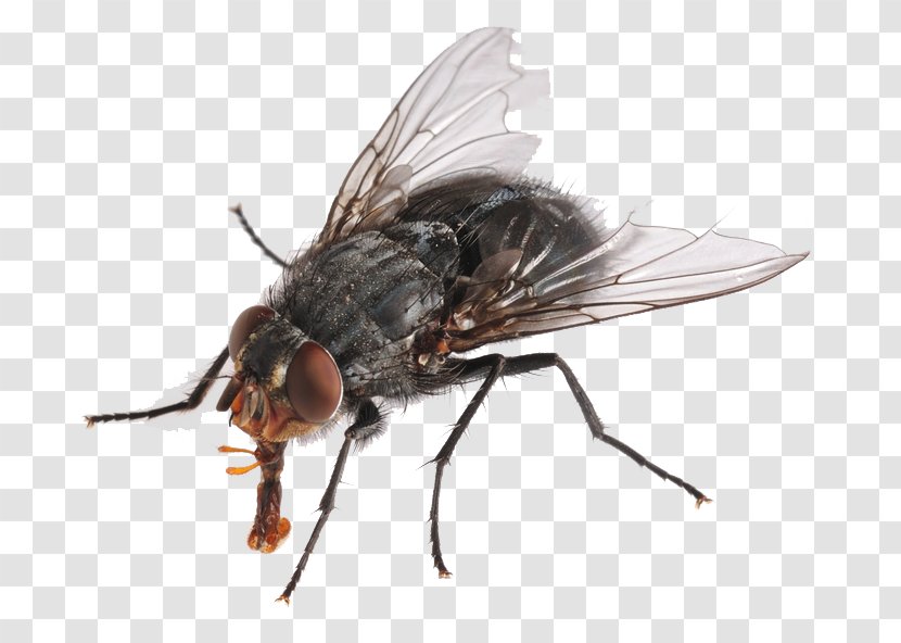 Insect Housefly Cockroach Pest - Fly - Flies HD Transparent PNG