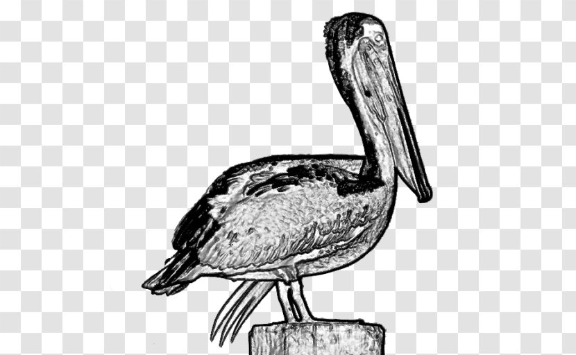 Pelican Bayou Heron Channel Water Bird Gulf Of Mexico - Extinction - Beak Transparent PNG