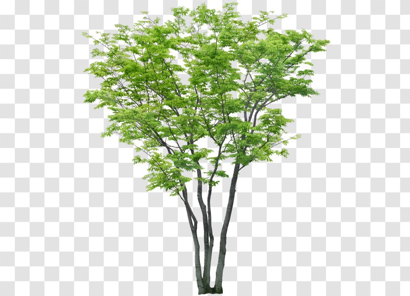 Tree Computer-aided Design Computer Software Clip Art - Branch Transparent PNG