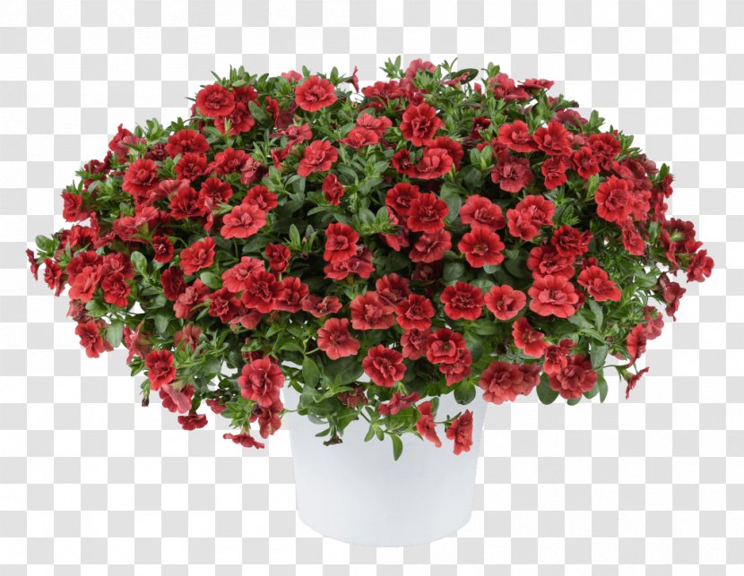 Floral Flower Background - Garden Roses - Begonia Lantana Transparent PNG