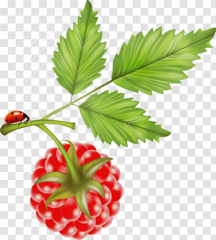 Strawberry - Plant - Berry West Indian Raspberry Transparent PNG