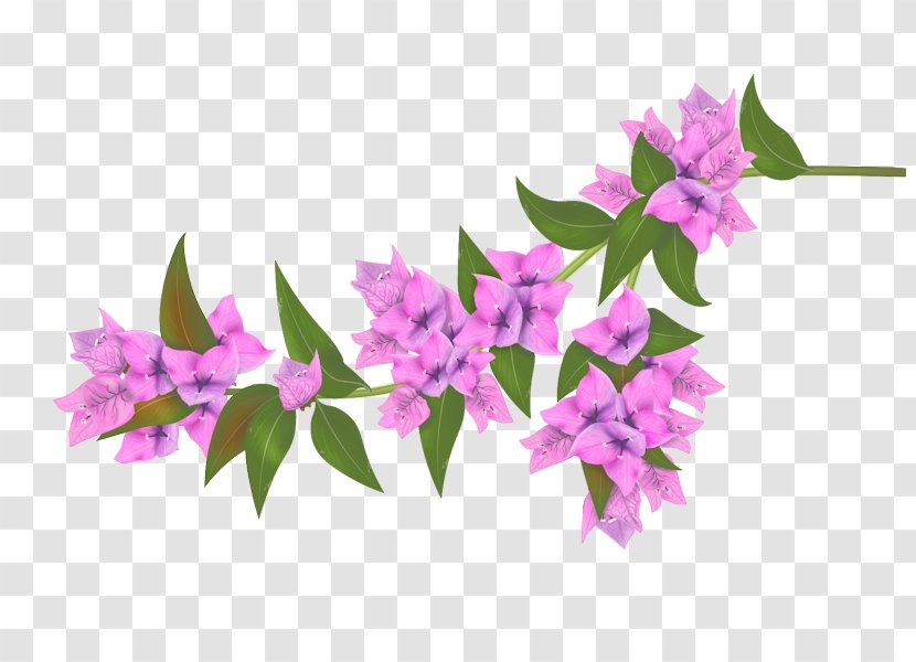 Bougainvillea Flower - Branch Transparent PNG