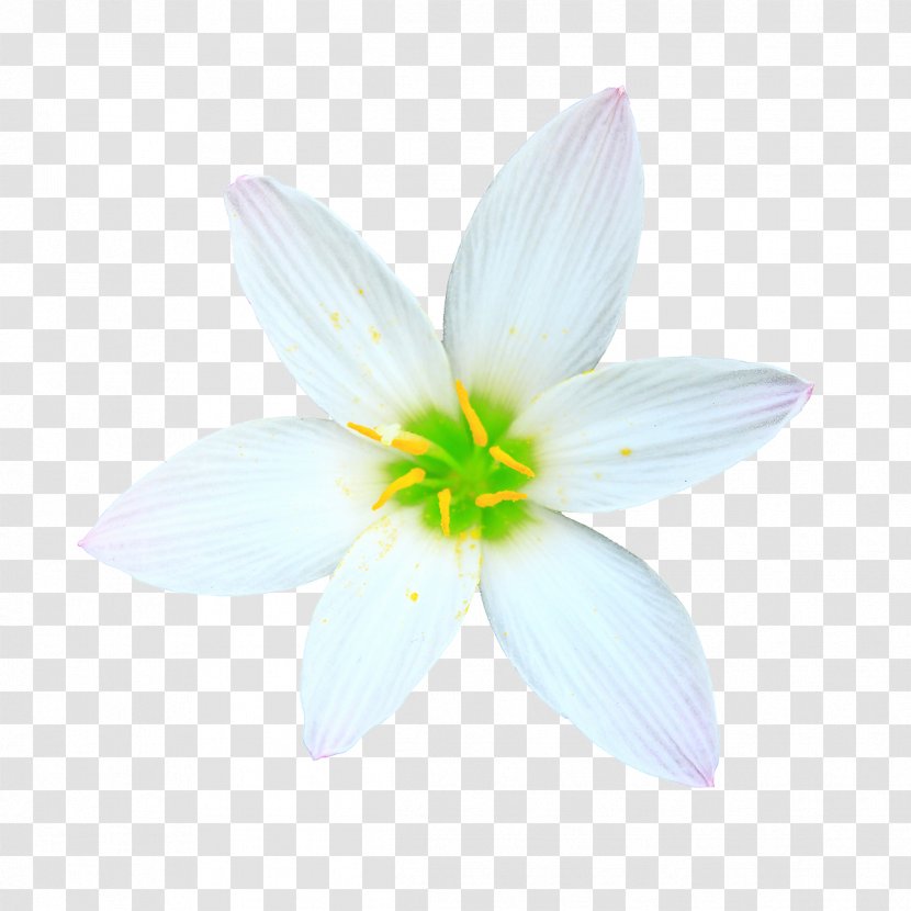 Flower Drawing Creativity - Herbaceous Plant - Creative Flowers Floral Patterns Transparent PNG