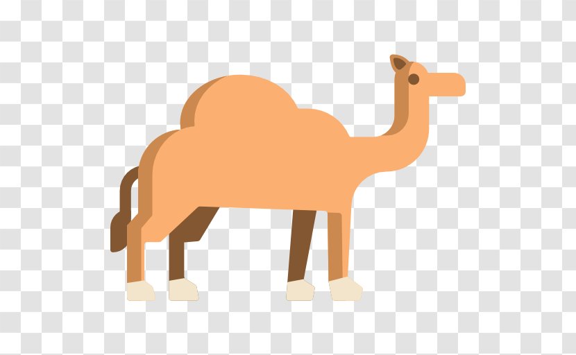 Dromedary Clip Art Animal - Camel - Camels Transparent PNG