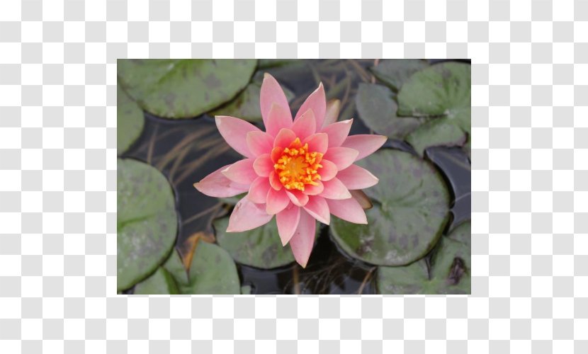 Water Lilies Petal Flora Proteales Garden Transparent PNG