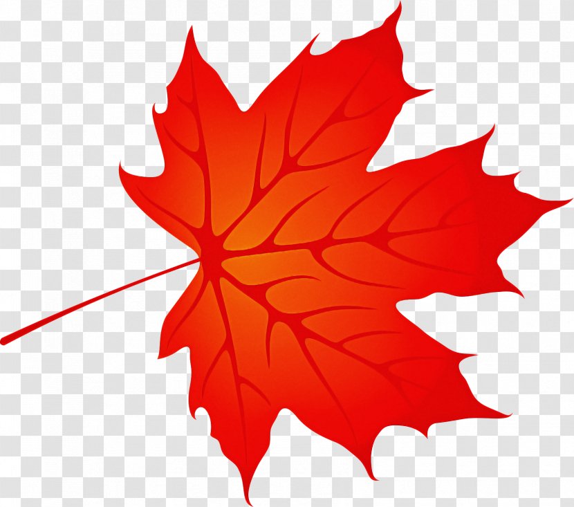 Maple Leaf - Deciduous Plane Transparent PNG