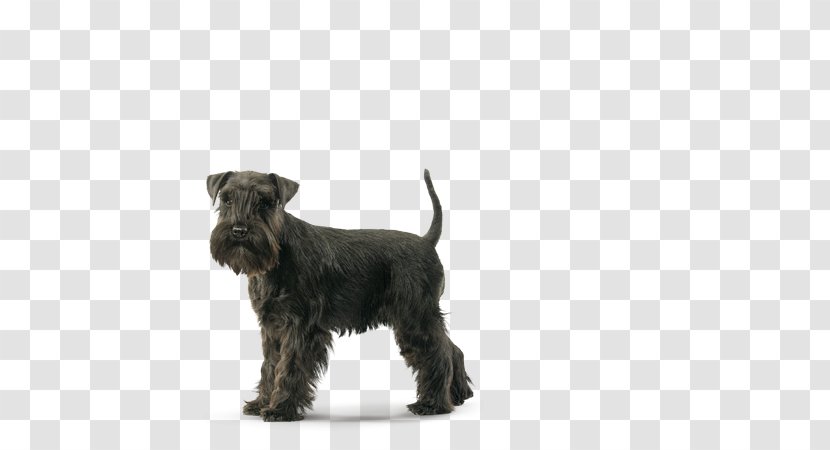 scottie schnauzer