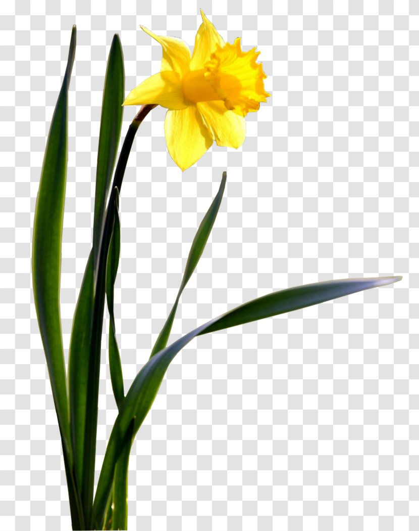 Flower Daffodil Desktop Wallpaper Transparent PNG