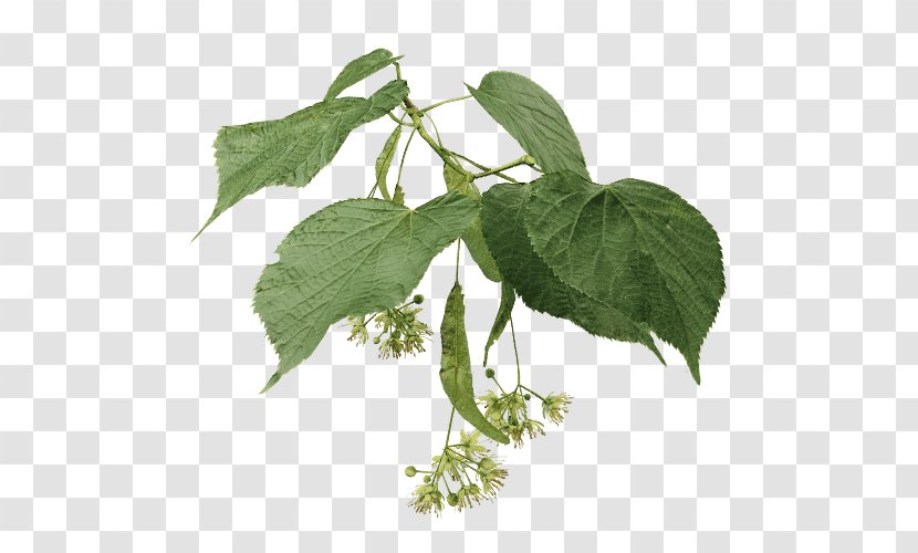 Lindens Branch Tilia × Europaea Tree Ulmus Minor - Plant Stem Transparent PNG