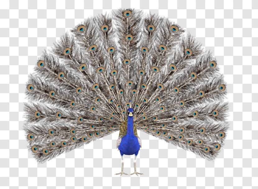Peafowl Feather Stock Photography Image - Peacock Transparent PNG