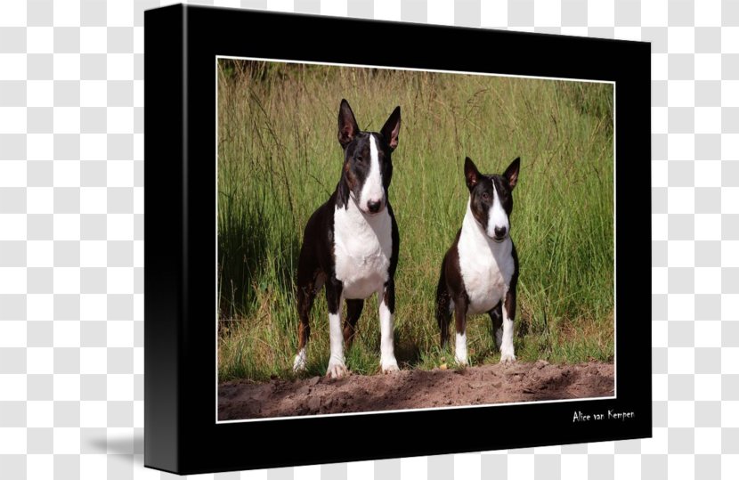Miniature Bull Terrier Boston Dog Breed American Staffordshire - Pack Animal Transparent PNG