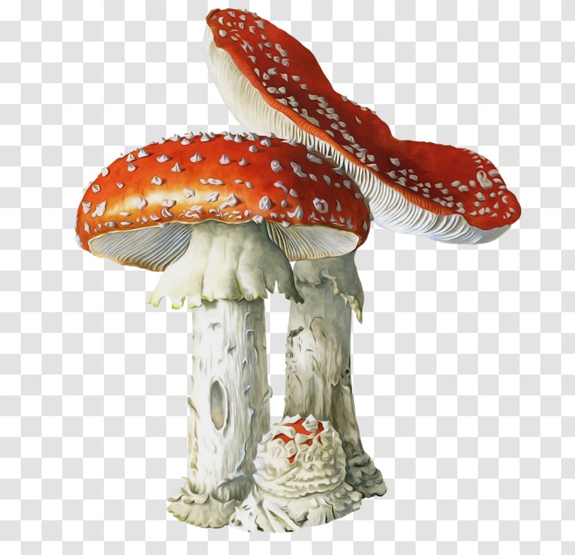 Poisonous Mushroom Fungus Amanita Muscaria Poisoning Transparent PNG