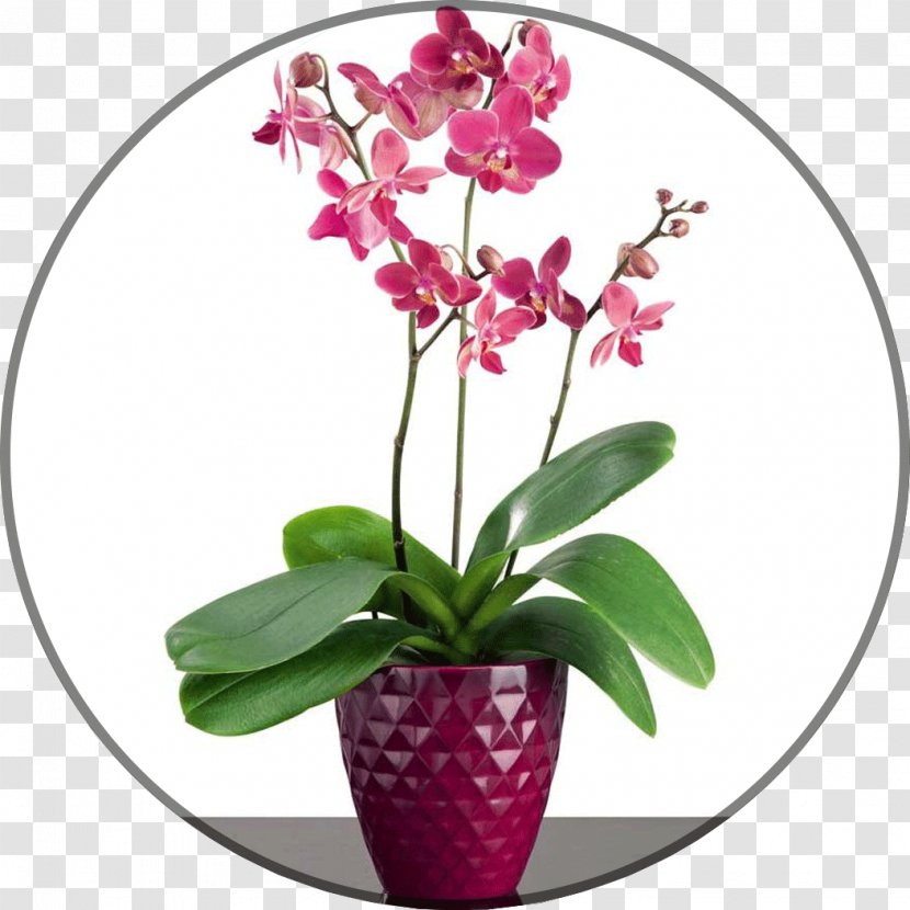 Moth Orchids Flowerpot Vrt - Magenta - Flower Transparent PNG