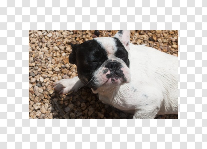 Toy Bulldog French Boston Terrier Dog Breed Transparent PNG