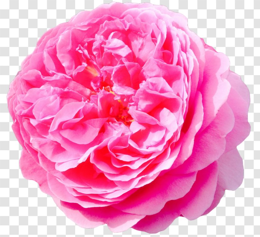 Flower Damask Rose Garden Roses - Cut Flowers Transparent PNG