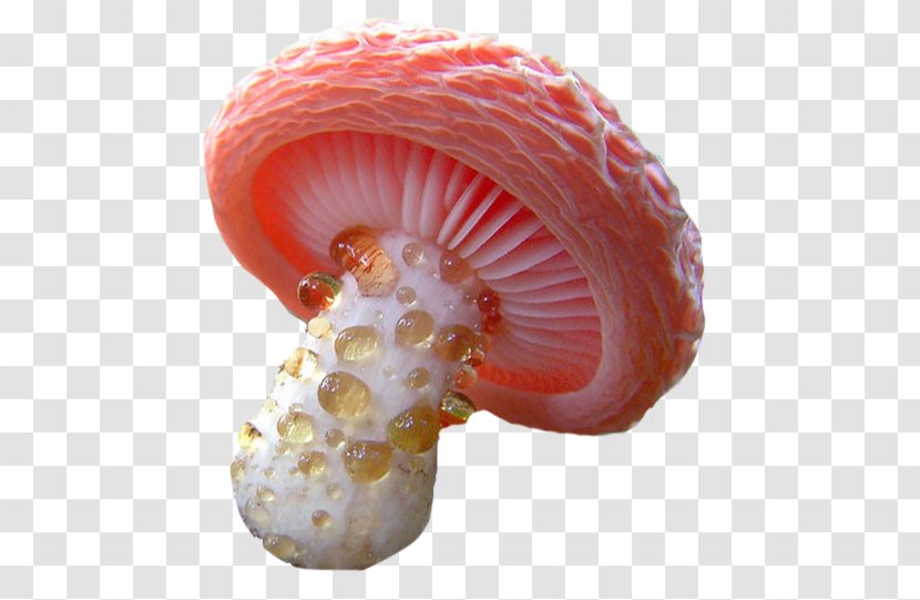 Mushroom Fungus Hydnellum Peckii Mollybella Midriaza Transparent PNG