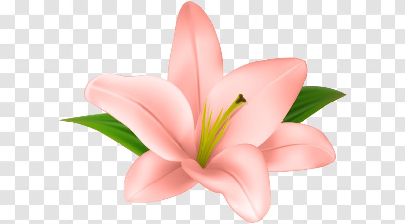 Lilium Flower Petal Clip Art - Pink Transparent PNG