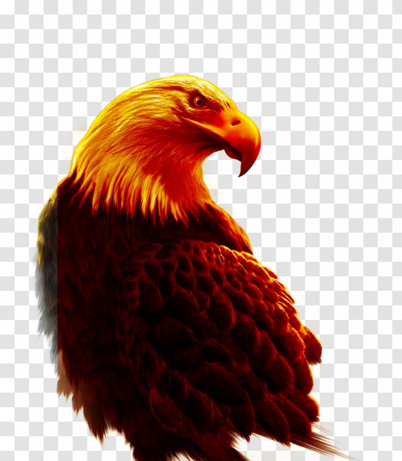 Eagle Bird Hawk - Wing Transparent PNG