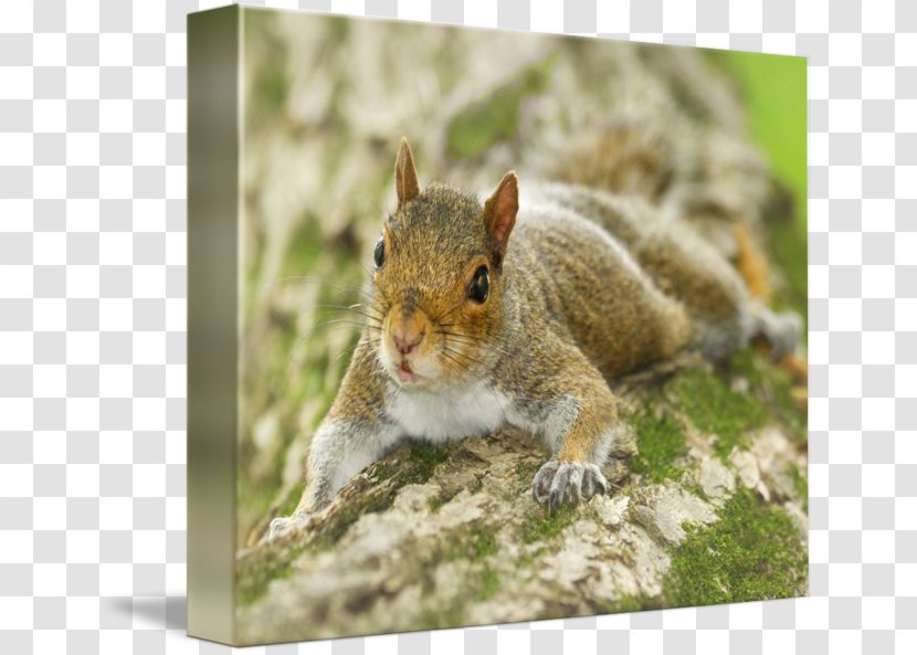 Fox Squirrel Chipmunk 02021 Whiskers - Fauna - Eastern Gray Transparent PNG