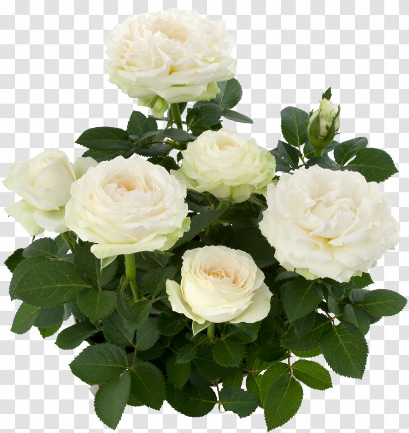 Floribunda Garden Roses Centifolia Memorial Rose Rosa Pimpinellifolia - De Te - Flower Transparent PNG