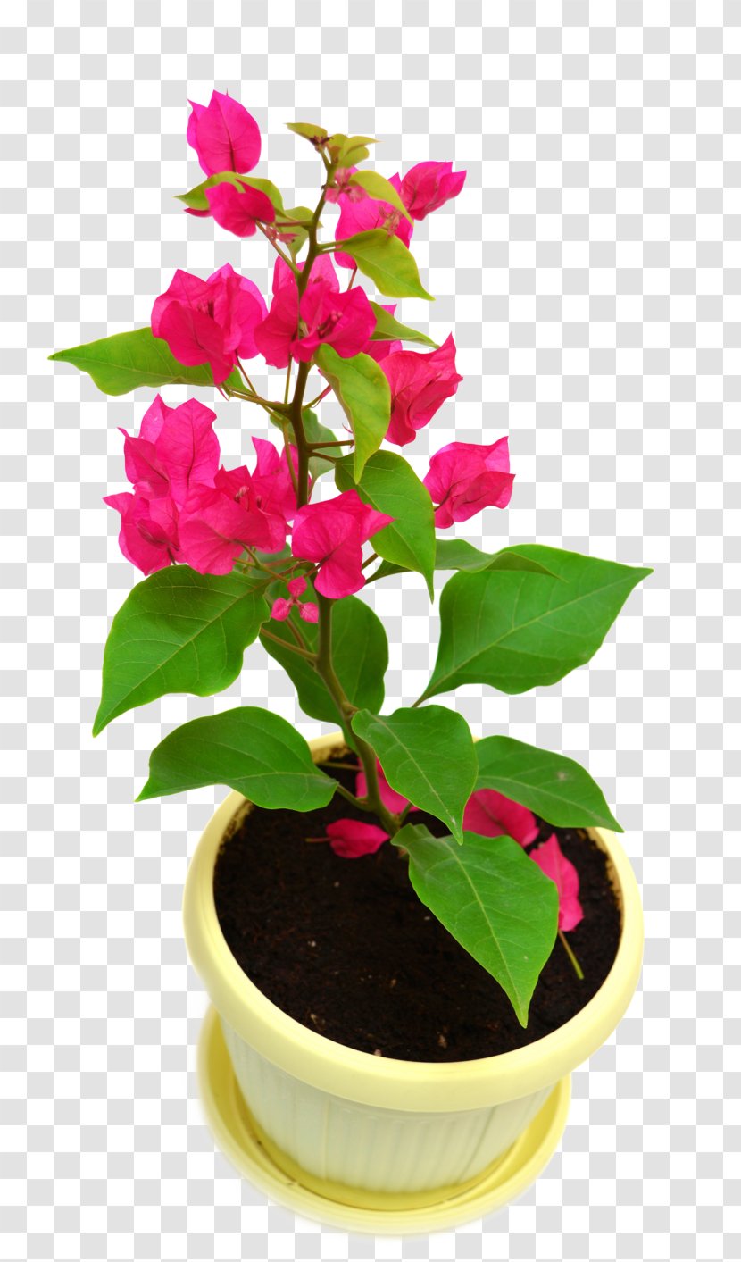 Houseplant Bougainvillea Glabra Vine Flowerpot - Plant Transparent PNG