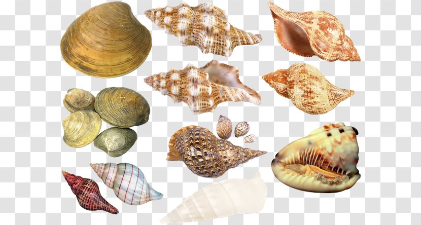 Cockle Seashell Conchology Sea Snail Transparent PNG