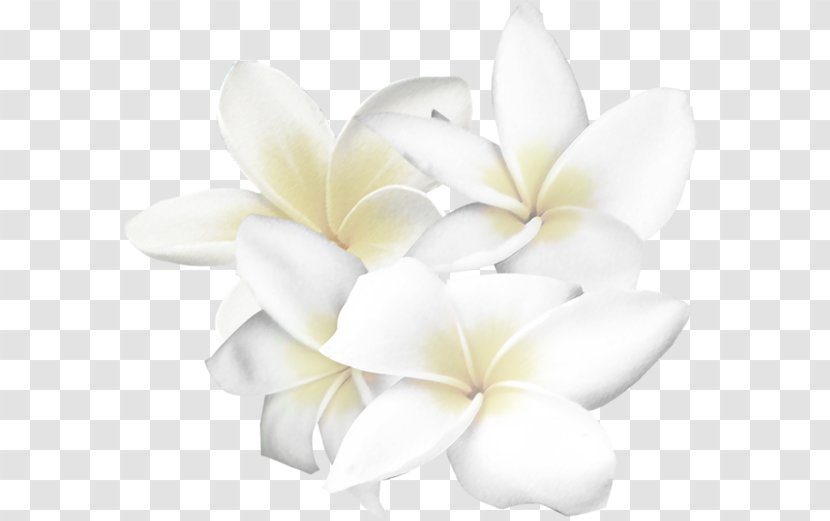 White Flower Clip Art - Plant - Flowers Transparent PNG