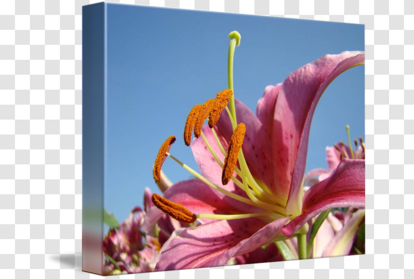 Close-up Daylily Plant Stem Sky Plc Lily M - Wildflower - Flower Transparent PNG