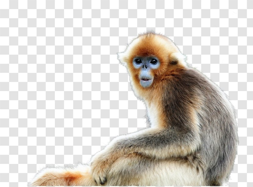 Macaque Snub-nosed Monkey - Fur - Buckle Material Picture Transparent PNG