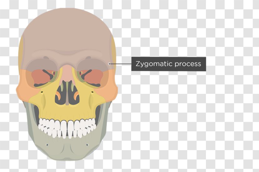 Vomer Lacrimal Bone Human Skeleton Ethmoid - Skull Transparent PNG