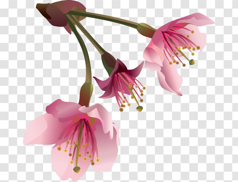 Sticker Flower PicsArt Photo Studio Clip Art - Cherry Blossom - Pastel Transparent PNG