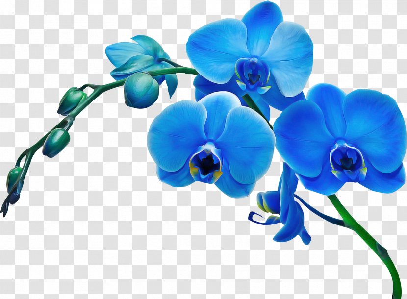 Flower Blue Moth Orchid Plant Flowering - Dayflower Sweet Pea Transparent PNG