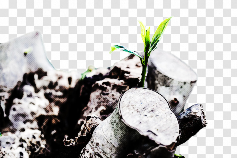 Plant Transparent PNG