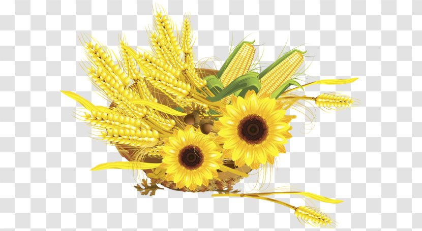 Common Sunflower Maize Wheat Harvest Clip Art Transparent PNG