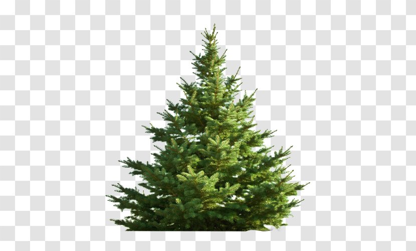 Nordmann Fir Christmas Tree Pine - False Cypress Transparent PNG