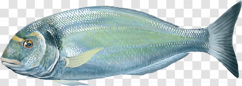 Oily Fish Gilt-head Bream Milkfish Food Transparent PNG