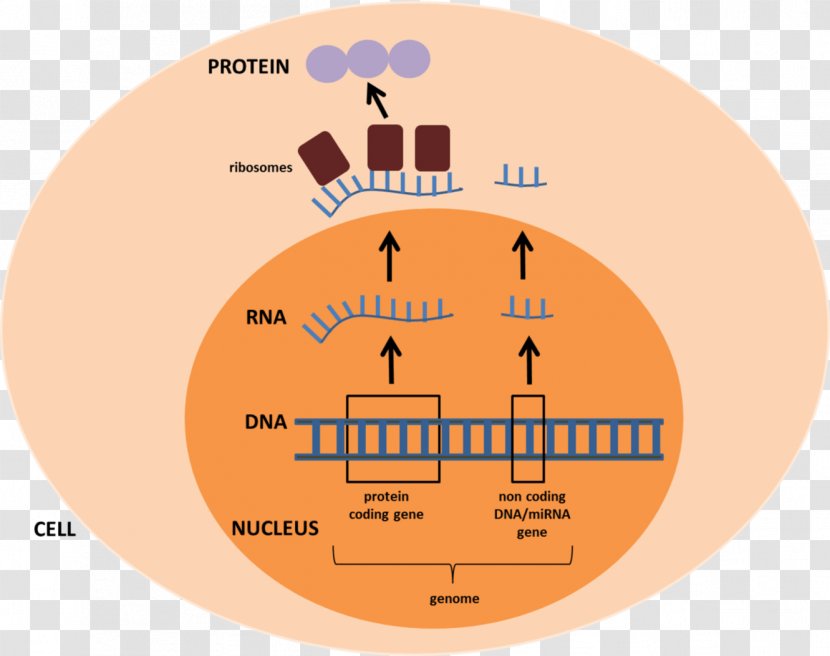 MicroRNA Human Genome Gene - Flower - Noncoding Dna Transparent PNG